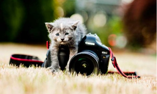 20 Cute Animal Pics That Will Bring Smile on Your Face