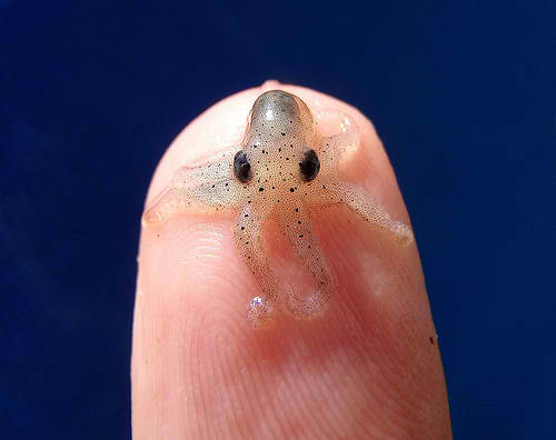 world-tiniest-things-9