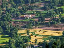 Amazing-And-Beautiful-Terrace-Farming-19