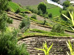 Amazing-And-Beautiful-Terrace-Farming-22