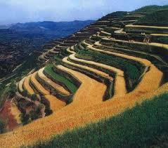 Amazing-And-Beautiful-Terrace-Farming-32