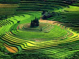Amazing-And-Beautiful-Terrace-Farming-52
