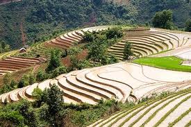 Amazing-And-Beautiful-Terrace-Farming-9
