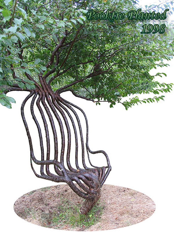 Stunning Art of Arborsculpture